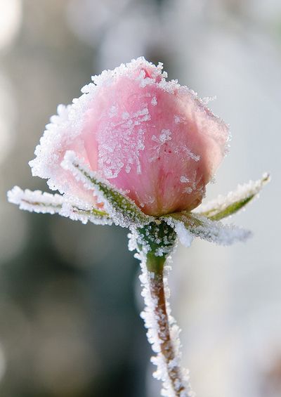 An Open Letter to the Broken Hearted